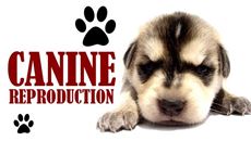 Show details for Explore Vet Nursing: Canine Picture of Explore Vet Nursing: Canine