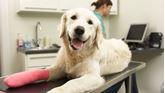Picture of Dog Grooming First Aid